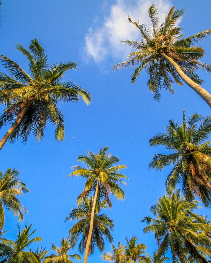 Palm trees against a clear blue sky